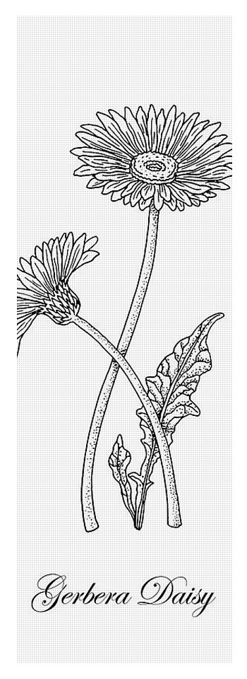 350x960 Gerbera Daisy Flower Botanical Drawing Yoga Mat For Sale - Gerbera Daisy Drawing