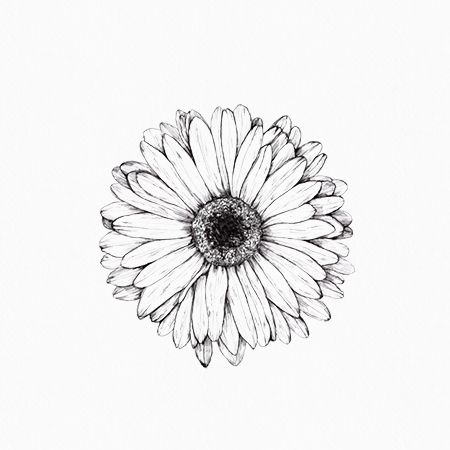 450x450 Gerbera Drawing, Inkylines, May - Gerbera Daisy Drawing