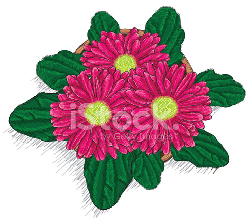 489x440 Hand Drawn Gerbera Daisy In Pot Stock Vector - Gerbera Daisy Drawing