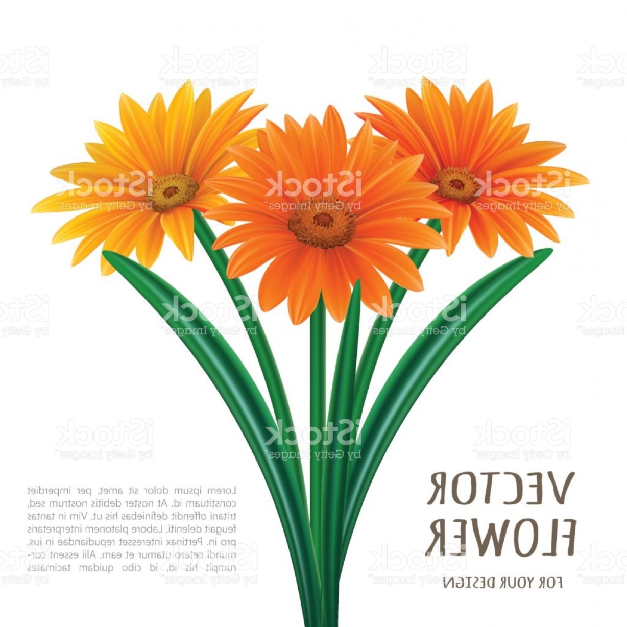 1228x1228 Hand Drawn Vector Realistic Illustration Of Gerbera Daisy Flower - Gerbera Daisy Drawing