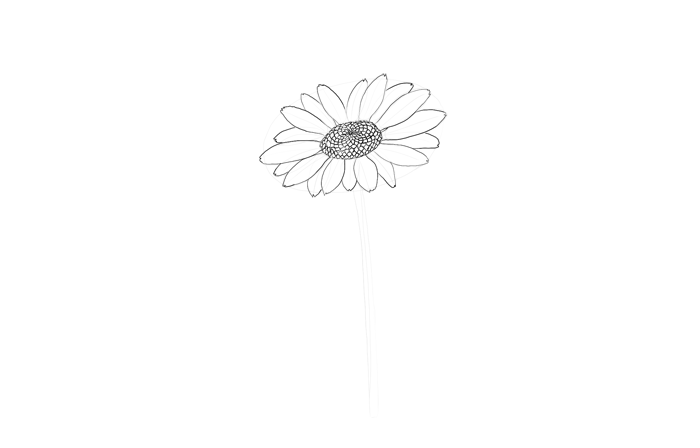 700x448 How To Draw Flowers The Innocent And Cheerful Daisy - Gerbera Daisy Drawing