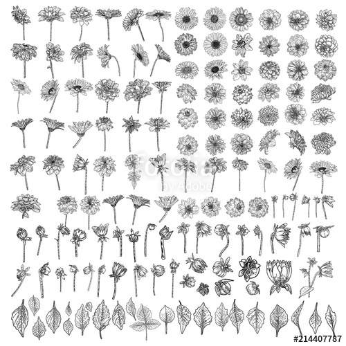 500x500 Large Set Of Drawings Daisy, Dahlias, Zinnia And Gerbera Flower - Gerbera Daisy Drawing