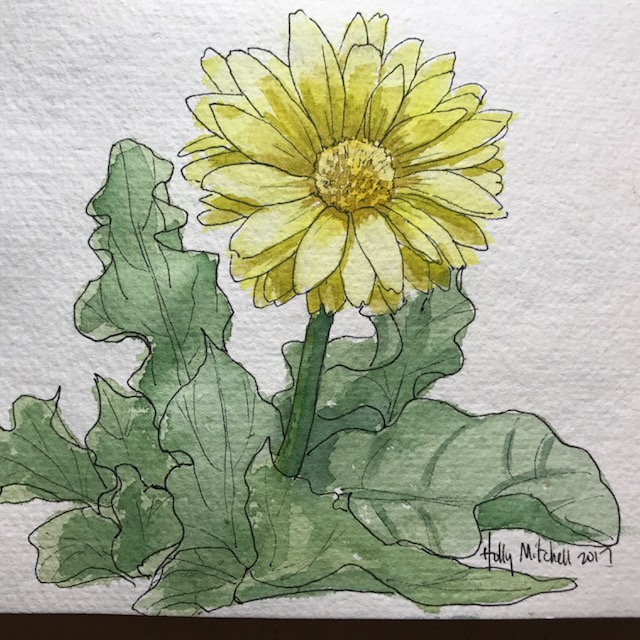 640x640 Gerbera Daisy Threesixfiveart - Gerbera Daisy Drawing