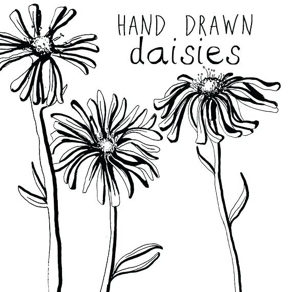 570x570 Drawing Of Daisies Image Gerbera Daisy Pencil Johnclarkson - Gerbera Daisy Drawing