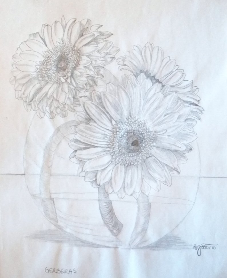 794x972 Fresh Gerbera Daisies Pencil Drawing Etsy - Gerbera Daisy Drawing