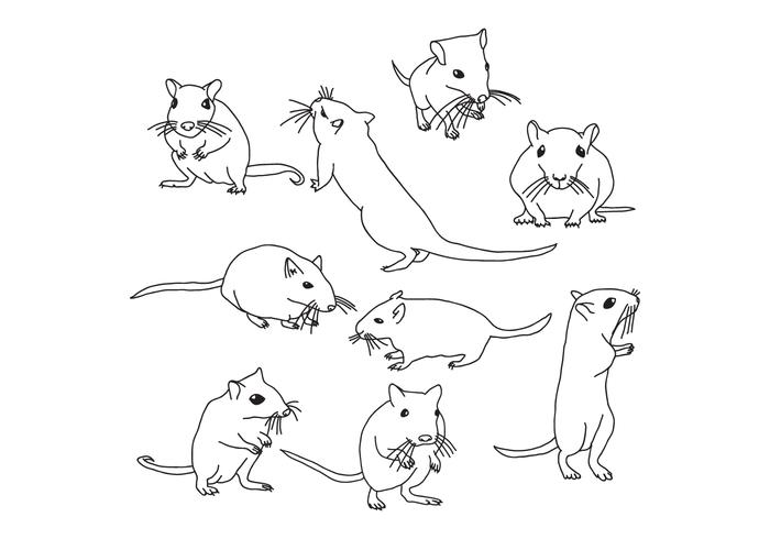 700x490 Gerbil Mouse - Gerbil Drawing