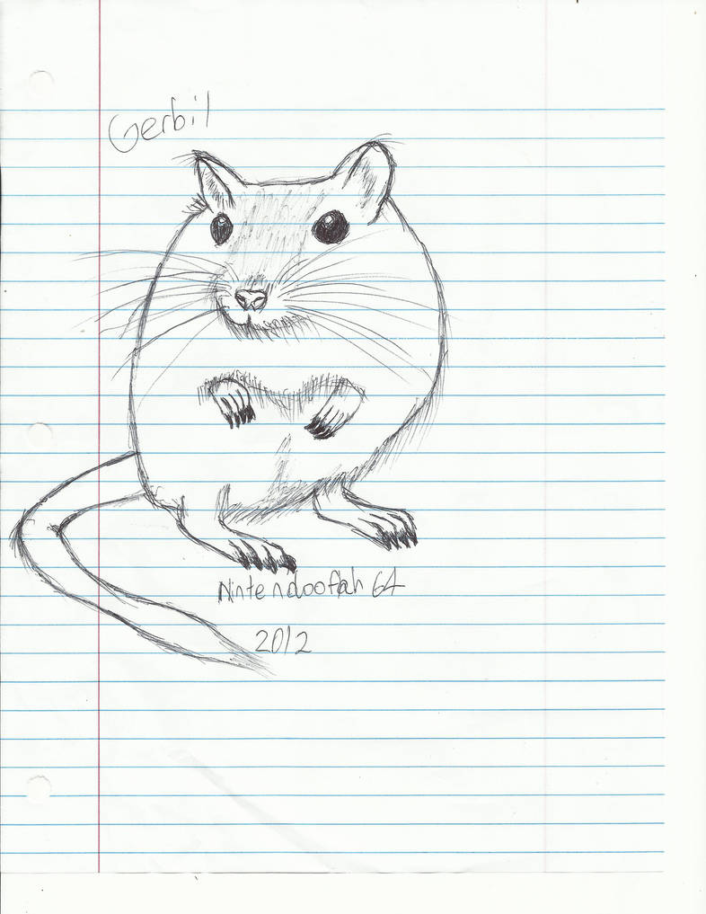 786x1017 Gerbil - Gerbil Drawing