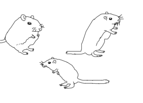 470x338 Gerbil Land - Gerbil Drawing