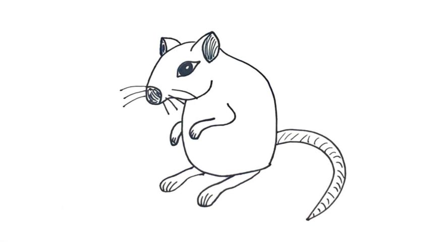 854x480 How To Draw A Gerbil - Gerbil Drawing