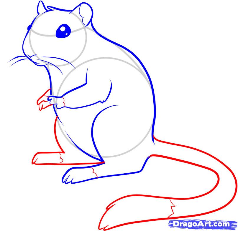 807x785 How To Draw A Gerbil, Step - Gerbil Drawing