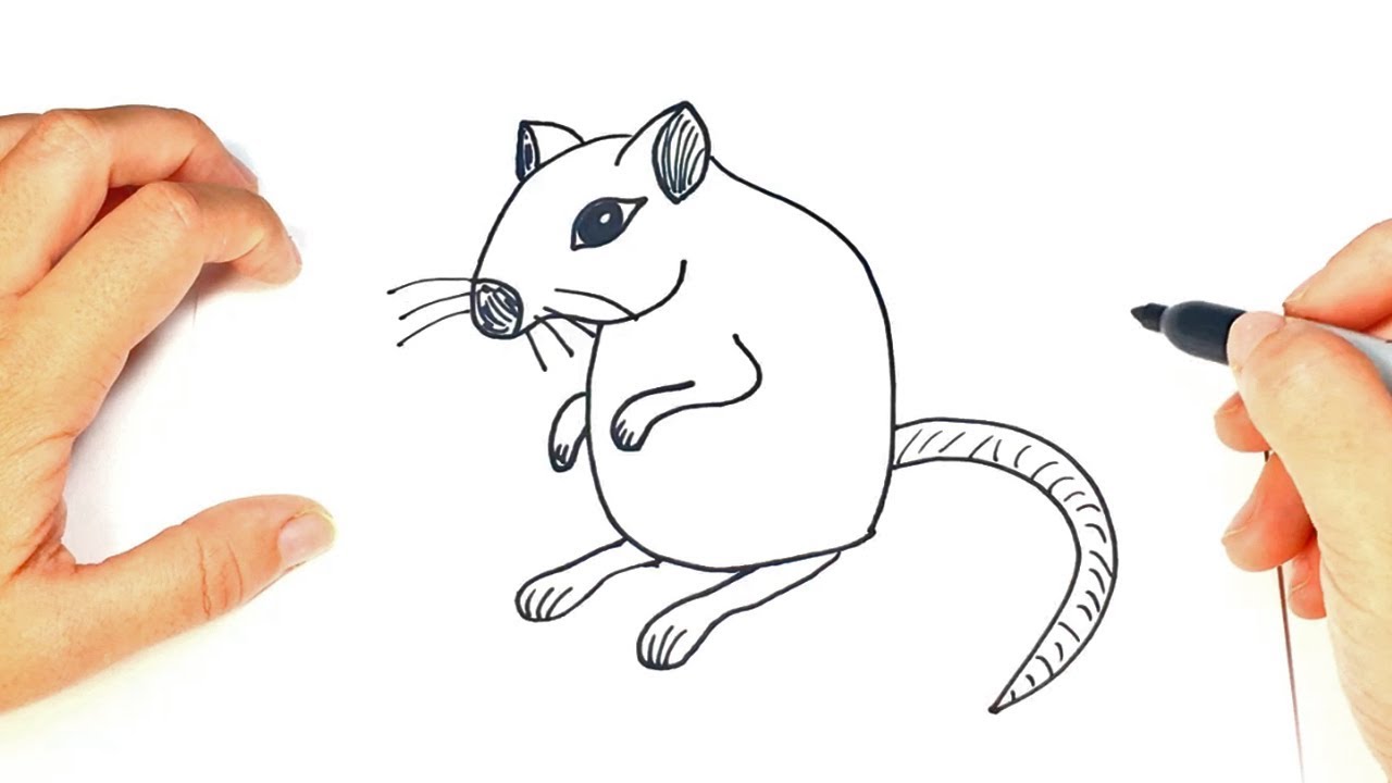 1280x720 How To Draw A Gerbil Step - Gerbil Drawing