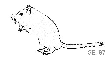 345x185 Rodentmania - Gerbil Drawing