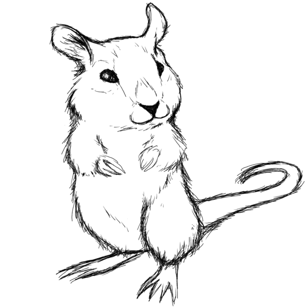 600x600 Gerbil Drawing - Gerbil Drawing