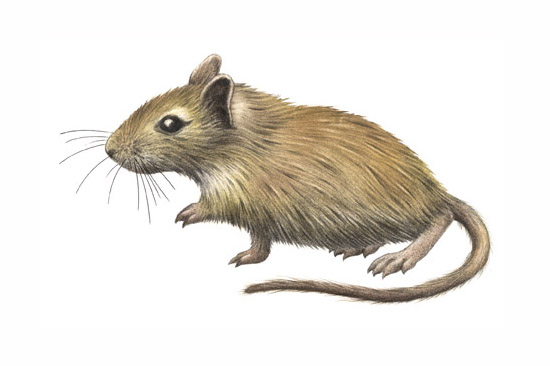 550x366 Gerbil Drawing - Gerbil Drawing