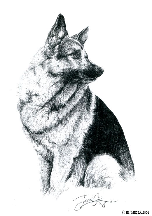521x740 german shepherd drawing photo - German Sheperd Drawing
