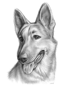 240x300 german shepherd drawings fine art america - German Sheperd Drawing