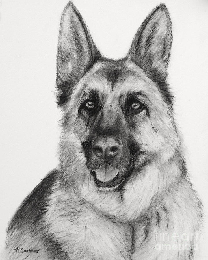 720x900 german shepherd drawn in charcoal drawing - German Sheperd Drawing