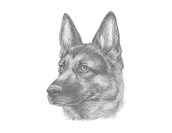 250x193 how to draw a german shepherd video step - German Sheperd Drawing