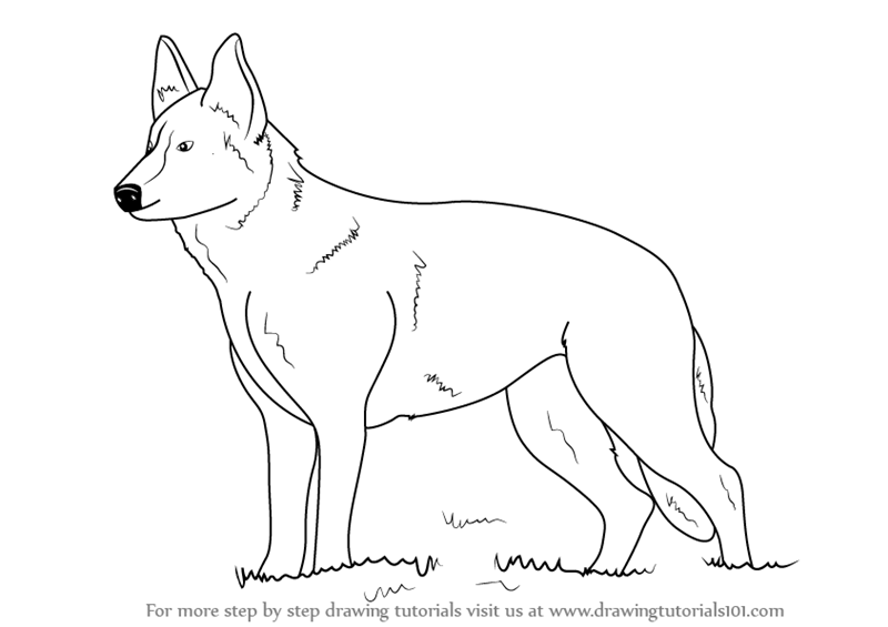 800x565 learn how to draw german shepherd dog - German Sheperd Drawing