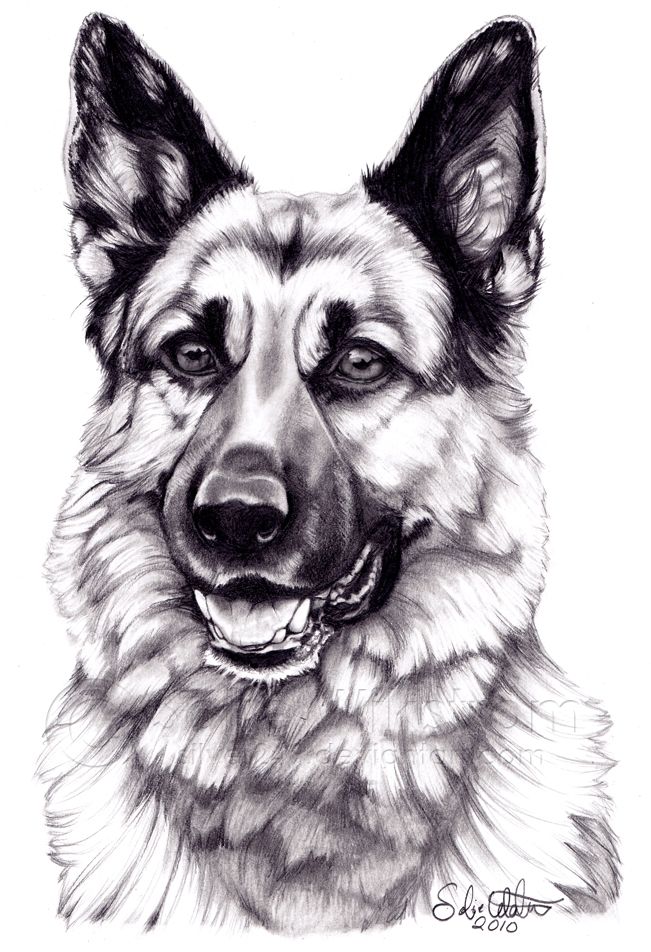 651x952 marley our three year old german shepherd is an amazing sar - German Sheperd Drawing