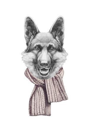 300x450 portrait of german shepherd with scarf hand drawn illustration art - German Sheperd Drawing