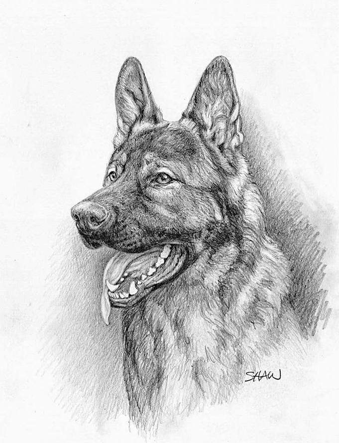 681x889 the head of the german shepherd dog - German Sheperd Drawing