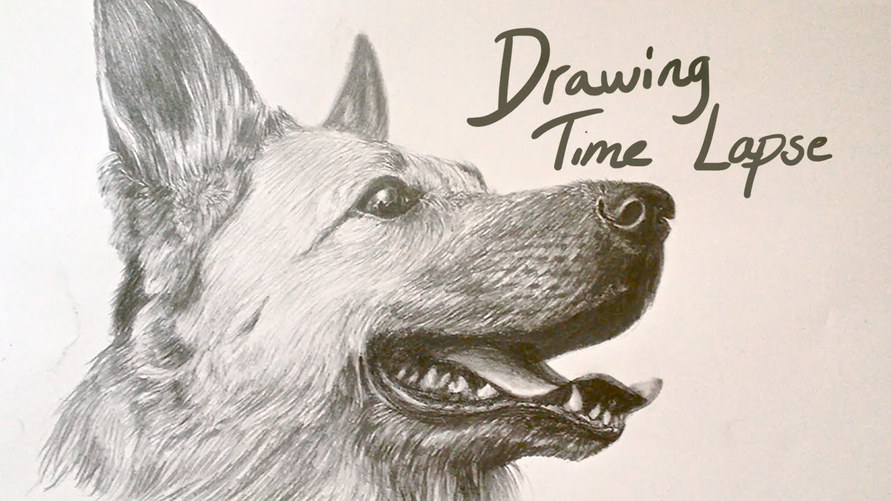 Draw interest. Плакат немецкая овчарка. How to draw German Shepherd. Немецкая овчарка Аслан фон туркинков. Shepherd hand drawing.