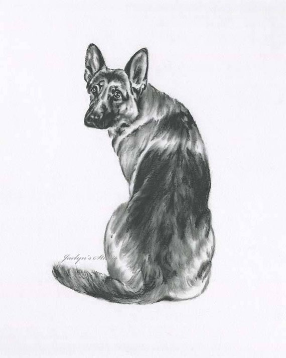 570x713 german shepard art shepard drawing original shepard sketch etsy - German Sheperd Drawing