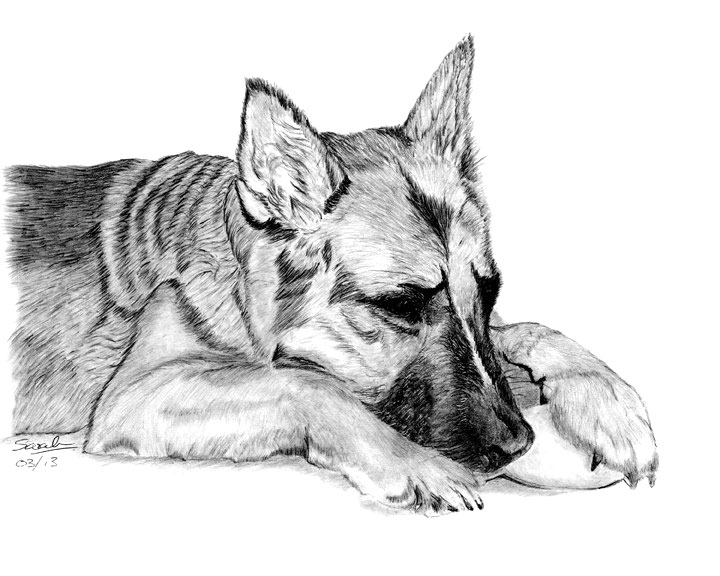 720x576 german shepherd dog sarah dowson foundmyself - German Shepherd Dog Drawing