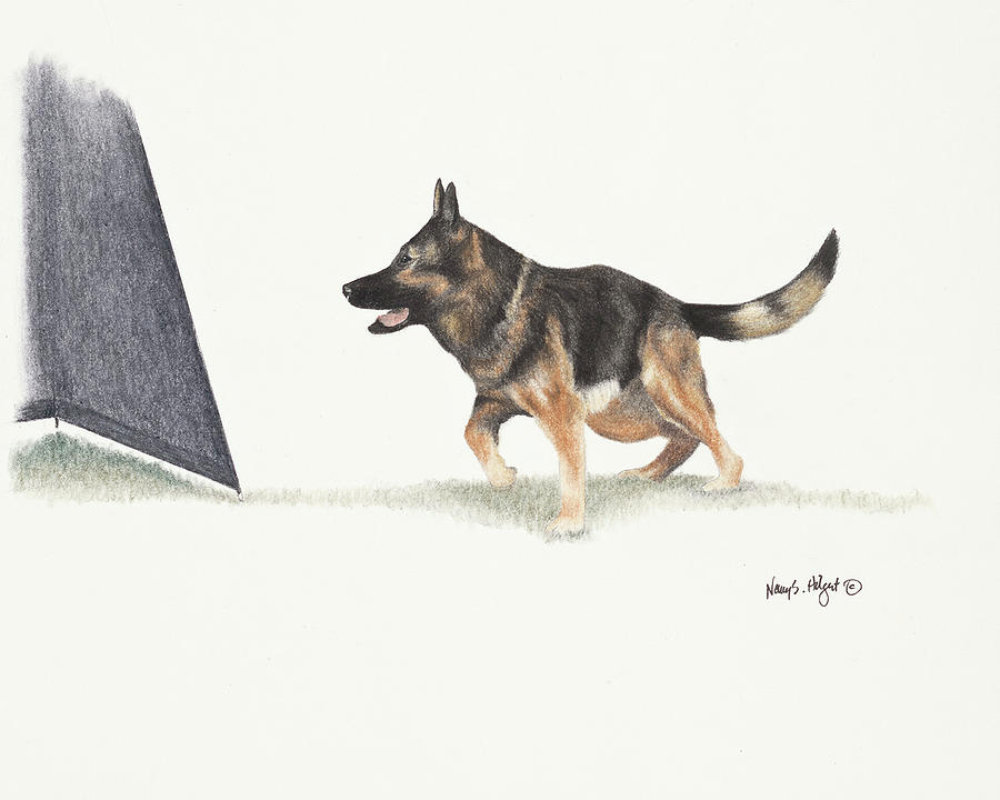 900x720 german shepherd dog schutzhund protection drawing nancy hilgert - German Shepherd Dog Drawing
