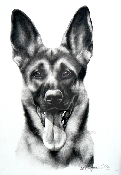400x579 german shepherd dog - German Shepherd Dog Drawing