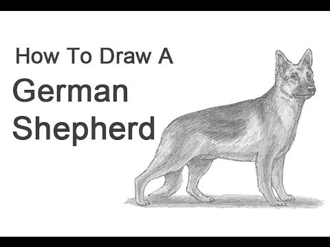 480x360 How To Draw A Dog - German Shepherd Dog Drawing