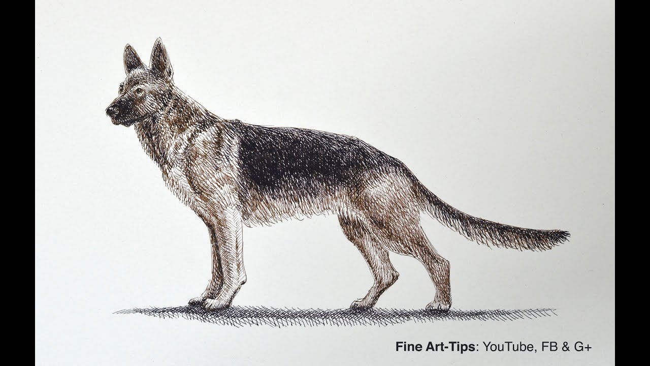 1280x720 how to draw a german shepherd dog with pen ink - German Shepherd Dog Drawing