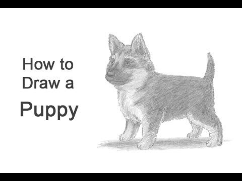 480x360 How To Draw A Puppy - German Shepherd Dog Drawing