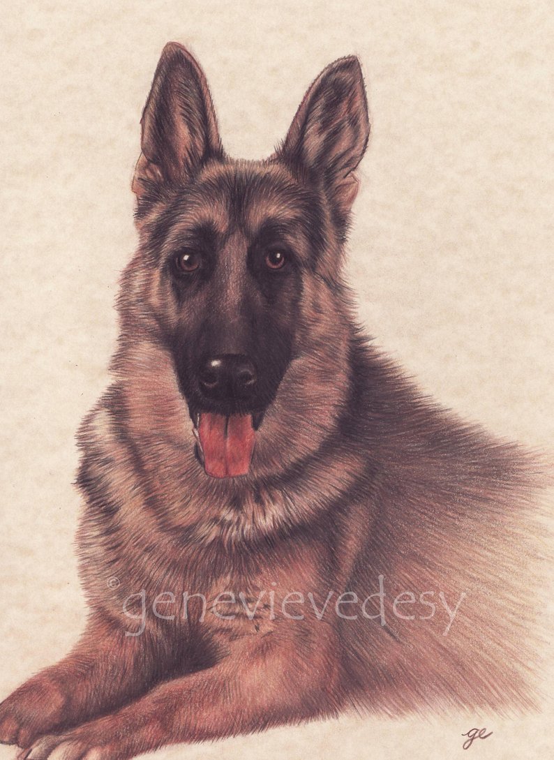 794x1089 original drawing of a german shepherd dog drawing made etsy - German Shepherd Dog Drawing