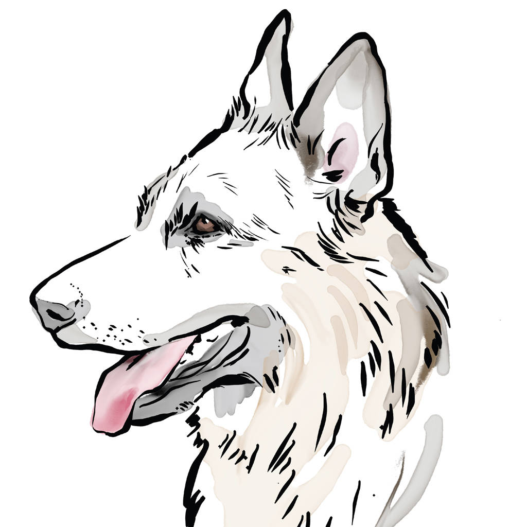 German Shepherd Dog Drawing At Explore Collection