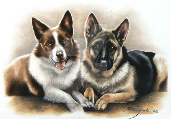 600x419 border collie and german shepherd dog - German Shepherd Dog Drawing