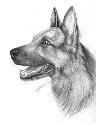 309x400 German Shepherd Dog Pencil Drawing - German Shepherd Drawing