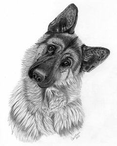 240x300 German Shepherd Drawing - German Shepherd Drawing