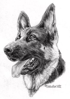 236x331 Best Gsd Drawings Paint Images In Pencil Drawings - German Shepherd Drawing