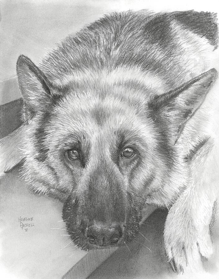 706x900 German Shepherd Drawing - German Shepherd Drawing