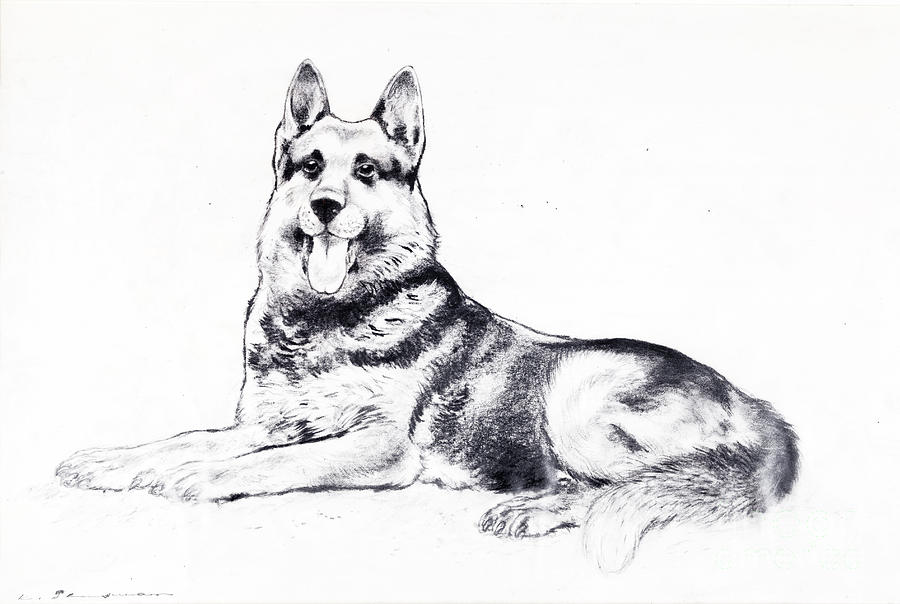 900x604 German Shepherd Drawing - German Shepherd Drawing
