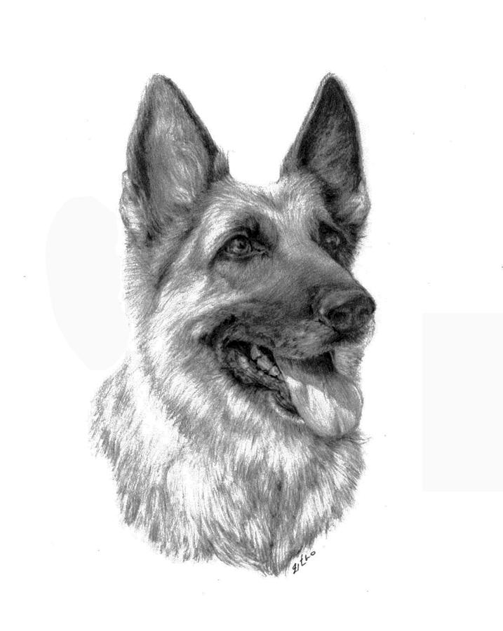 717x900 German Shepherd Drawing - German Shepherd Drawing