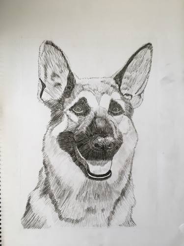 375x500 German Shepherd Drawing - German Shepherd Drawing