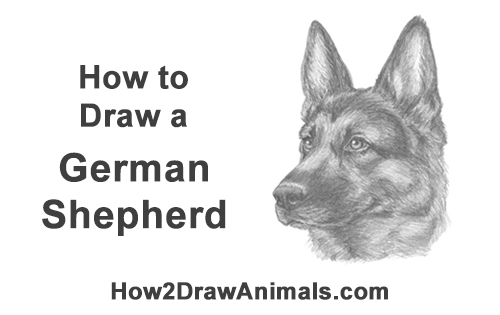 500x315 How To Draw A German Shepherd Video Step - German Shepherd Drawing