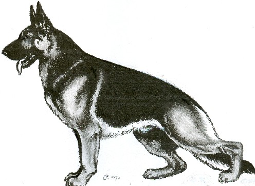 496x363 Movement In The German Shepherd Dog - German Shepherd Drawing