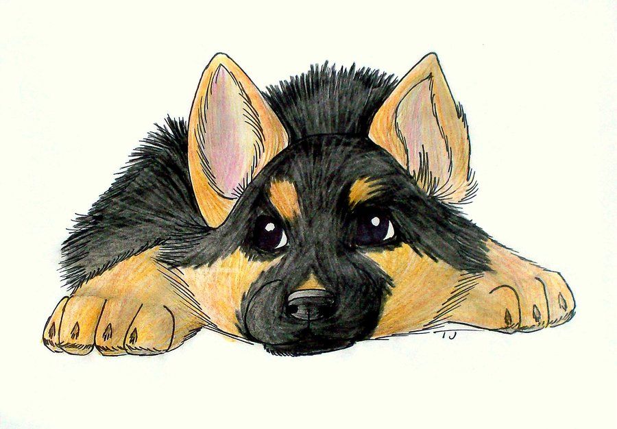 900x626 dog tricks - German Shepherd Drawing
