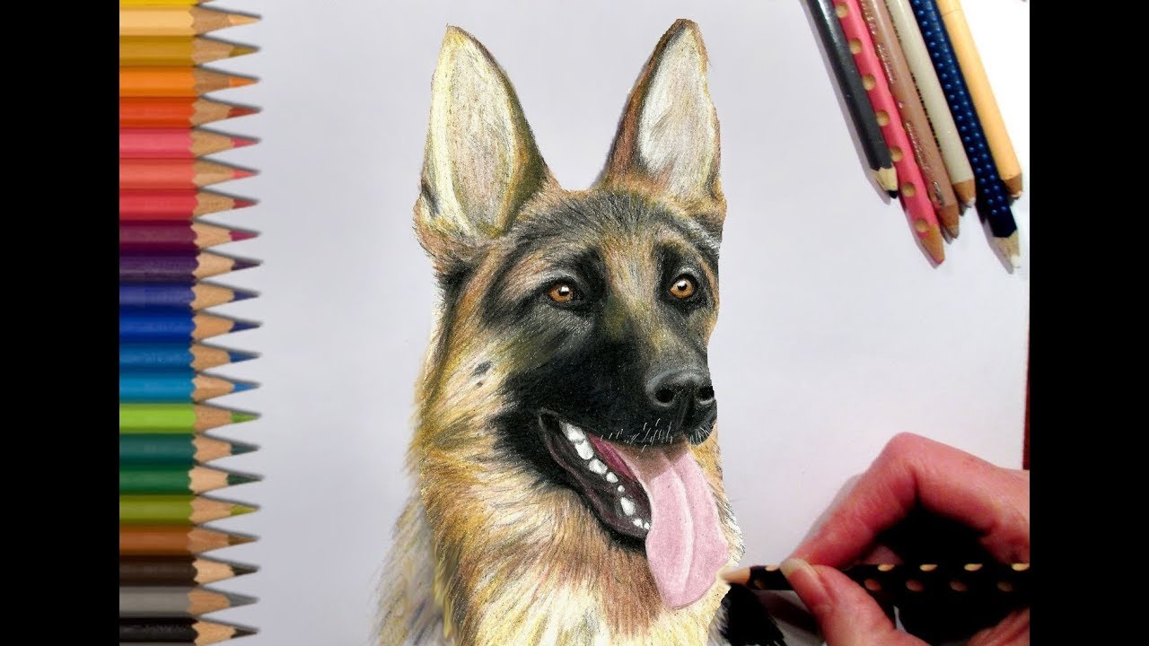 1280x720 drawing german shepherd in colored pencil - German Shepherd Drawings In Pencil