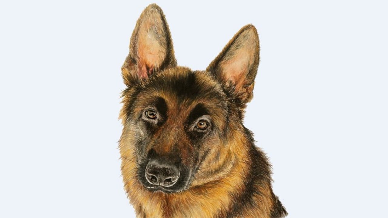 1280x720 drawing a german shepherd with colored pencils - German Shepherd Drawings In Pencil