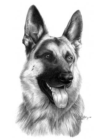 340x450 German Shepherd' Graphite Pencil Drawing - German Shepherd Drawings In Pencil